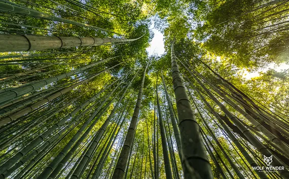 Standort der SEO Agentur in Leipzig