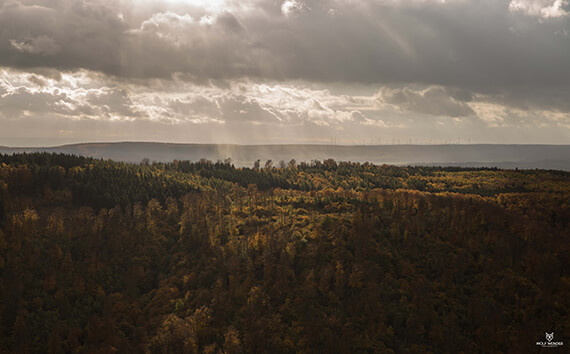 SEO Agentur Zwickau - Suchmaschinenoptimierung in Ihrer Nähe